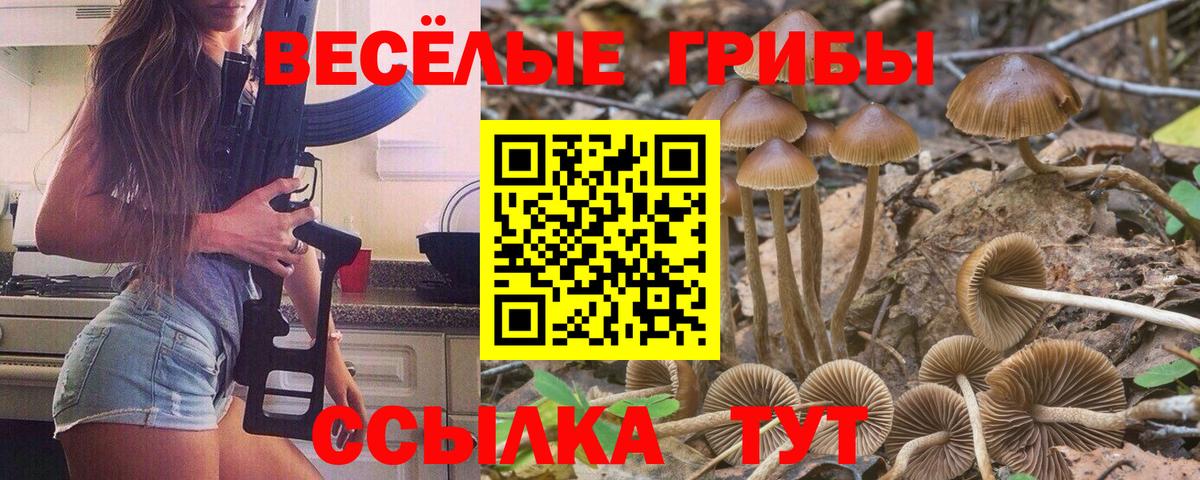 Бердск  Галлюциногенные грибы Psilocybe  Вход с VPN 